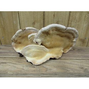 Tree Conk 13 1/2 Inch Specimen Tree Conk